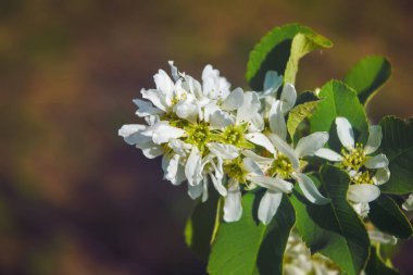 Pembe, yabani elma ağacı çiçeklerini kapatın. Çiçek açan ağaçlar doğayı uyandırıyor..