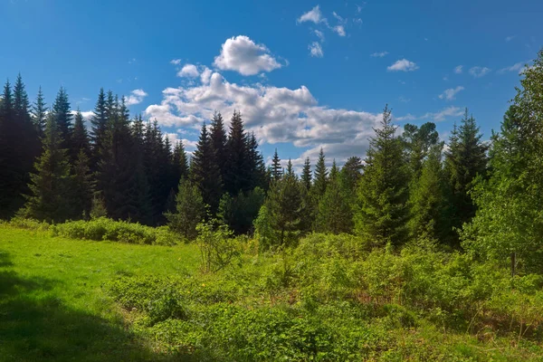 Paysage Avec Forêt Pins Prairie Verte Contre Ciel Bleu Nuageux — Photo
