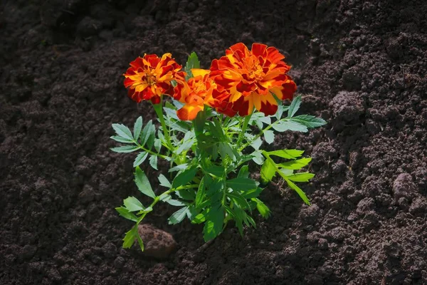 Bahçede etiketler var. Tagetes bahçe çiçekleri. Etiketler - sihirli çiçekler.