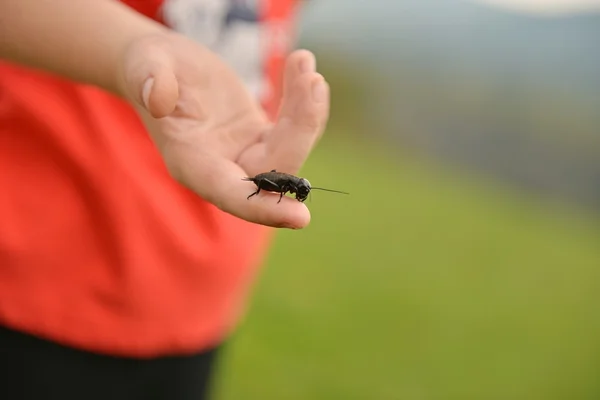 Hand Holding Fly Green Background — Fotografia de Stock