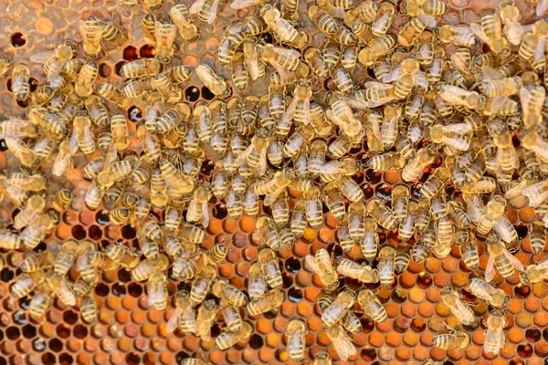 Primer Plano Las Abejas Panal Colmenar Enfoque Selectivo Espacio Copia — Foto de Stock