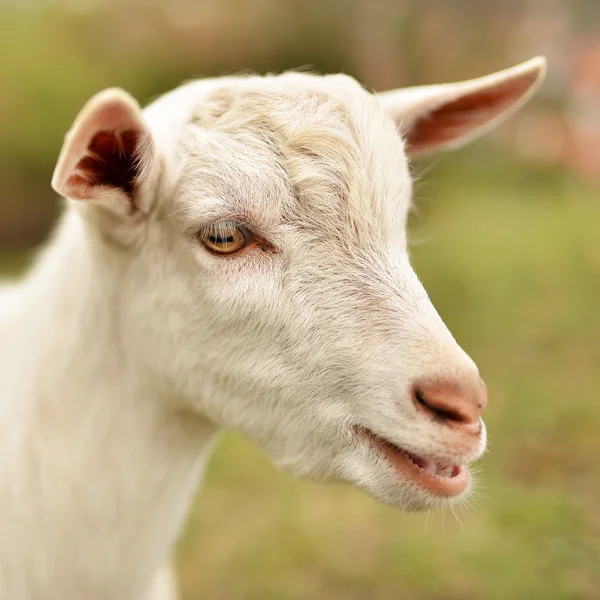 Close White Goat — Stock Photo, Image