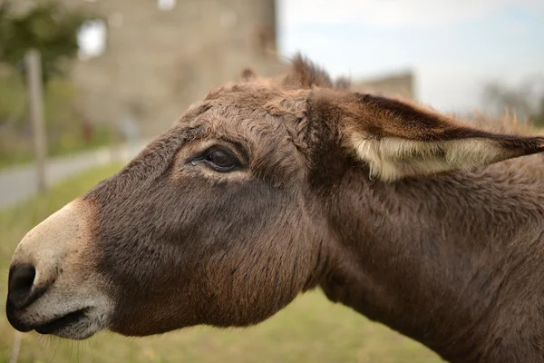 Closeup Shot Brown Donkey Looking Camera — Stock Photo, Image