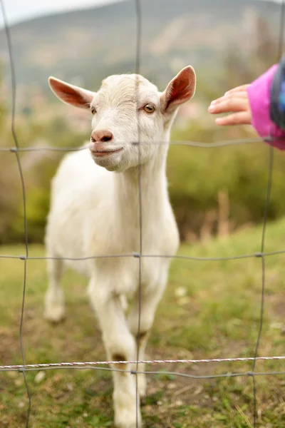 Cute Baby Goat Eating Grass Farm — Stock Photo, Image