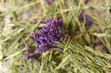 Güzel, taze lavanta çiçekleri, yaklaşın.