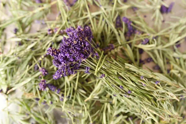 Belas Flores Lavanda Fresca Close — Fotografia de Stock