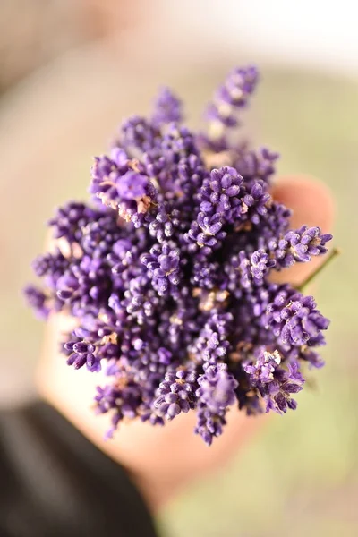 Beautiful Fresh Lavender Flowers Close — Stock Photo, Image