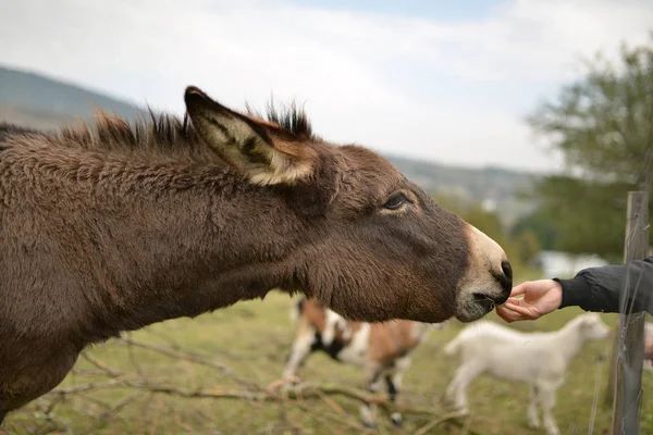 Young Woman Eating Goat Mountains — Foto Stock