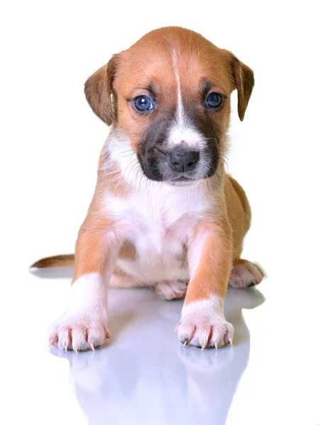 Lindo Perrito Sobre Fondo Blanco — Foto de Stock