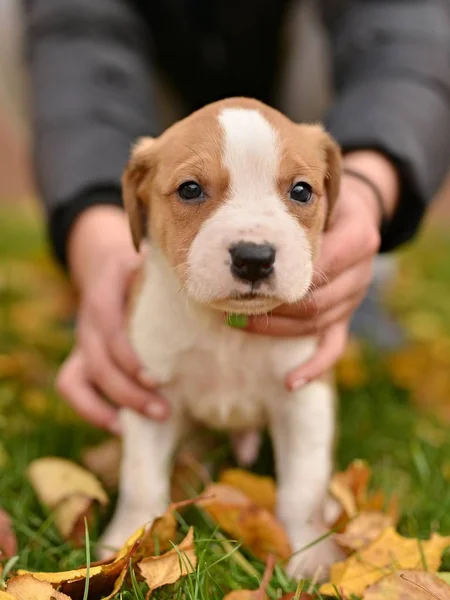 Cachorrinho Pequeno Bonito Cão Nas Mãos — Fotografia de Stock