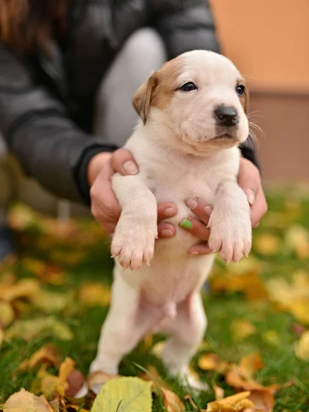 Cute Little Puppy Dog Hands — Stock Photo, Image