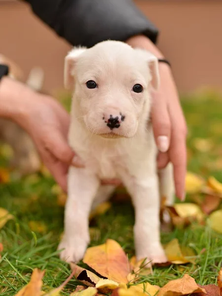 Cachorrinho Pequeno Bonito Cão Nas Mãos — Fotografia de Stock