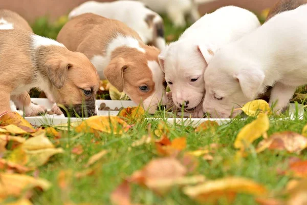 Roztomilí Malí Psi Podzimním Pozadí — Stock fotografie