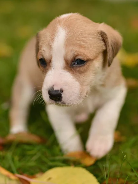 Mignon Petit Chien Chiot Fond Automne — Photo