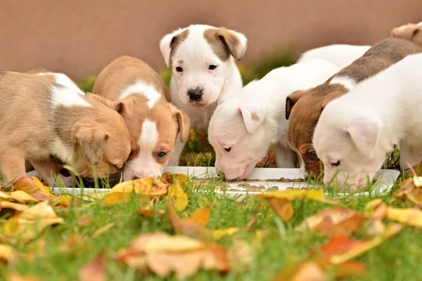 Roztomilí Malí Psi Podzimním Pozadí — Stock fotografie
