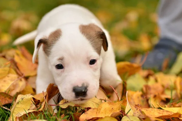 Cute Little Puppy Dog Autumn Background — Stock Photo, Image
