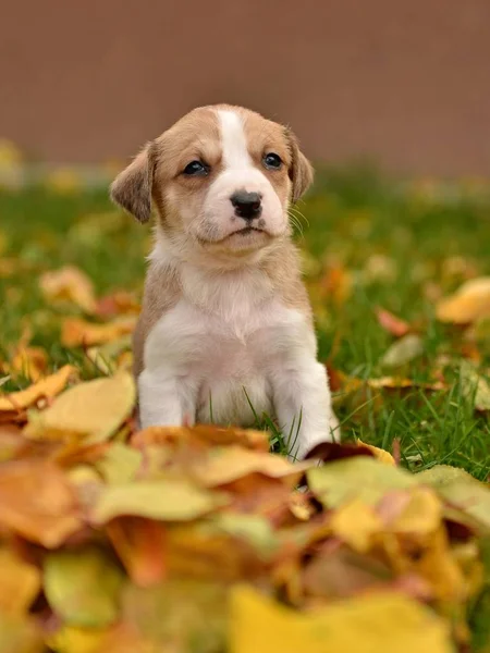 Sonbahar Arka Planında Küçük Sevimli Köpek Yavrusu — Stok fotoğraf