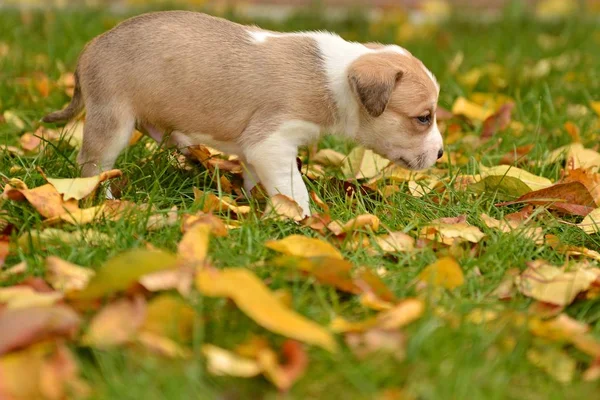 Mignon Petit Chien Chiot Fond Automne — Photo