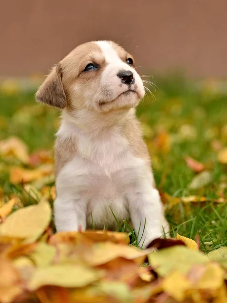 Mignon Petit Chien Chiot Fond Automne — Photo