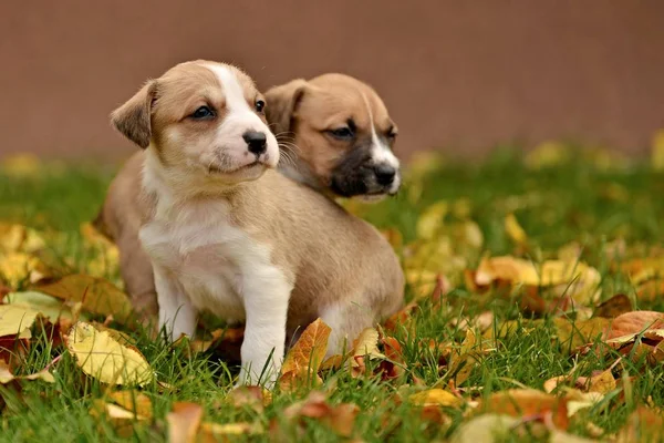 Schattige Kleine Honden Herfst Achtergrond — Stockfoto