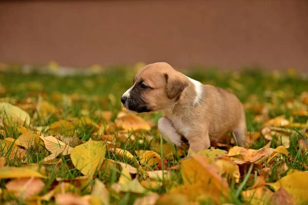 Bonito Cachorrinho Pouco Cão Outono Fundo — Fotografia de Stock