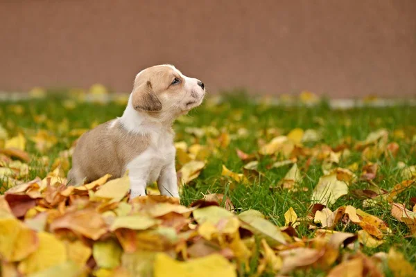 Mignon Petit Chien Chiot Fond Automne — Photo