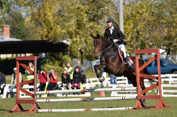 Ridning Tema Foto Hästsport — Stockfoto