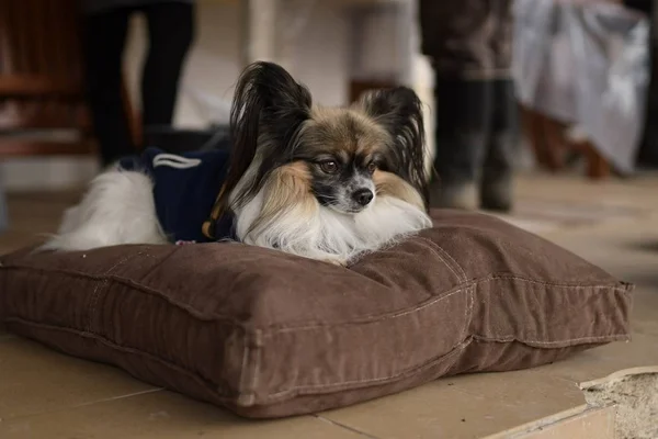 Retrato Cão Papillon Purebreed — Fotografia de Stock