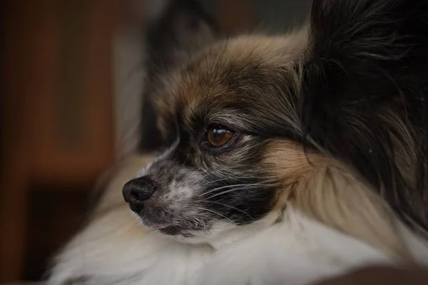 Портрет Чистокровной Собаки Папиллона — стоковое фото