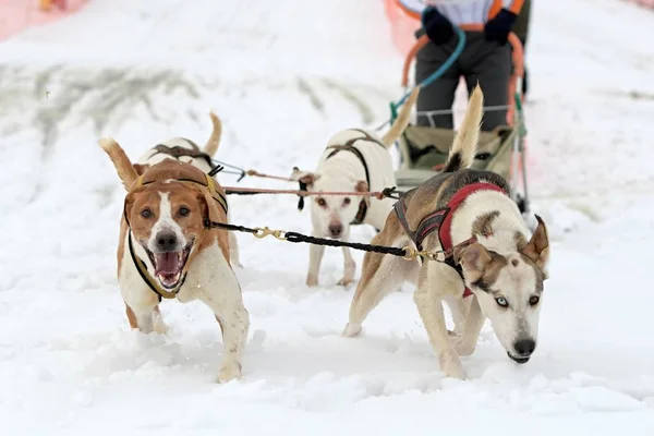 Kızak köpek yarışı — Stok fotoğraf