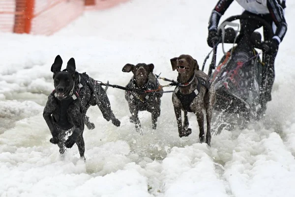 Schlittenhunderennen — Stockfoto