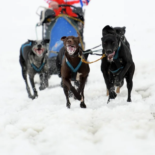 Slitta cane da corsa — Foto Stock