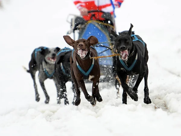 Slädhund racing — Stockfoto