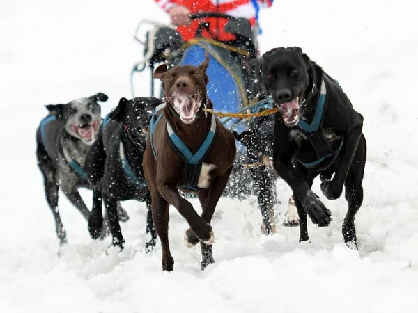 Course de chiens de traîneau — Photo