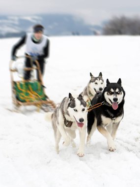 Kışın köpek kızağı..