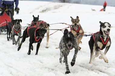 Kışın köpek kızağı..