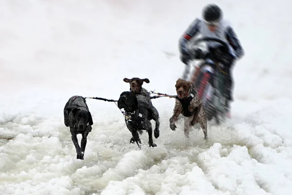 Cão Trenó Inverno — Fotografia de Stock