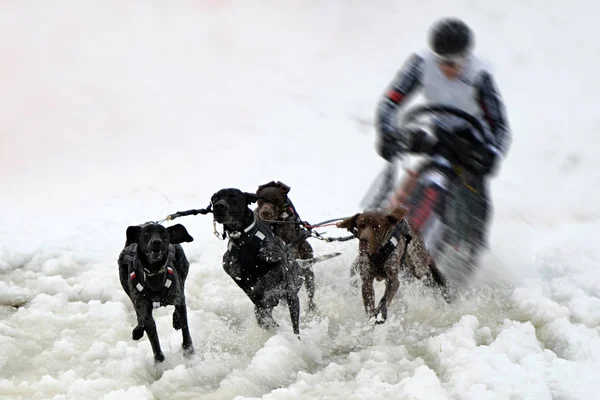 冬に犬ぞり — ストック写真