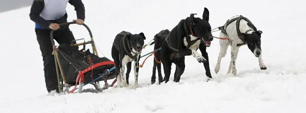 겨울에는 개썰매 — 스톡 사진