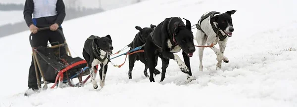 Dog Sledding Winter — Stock Photo, Image
