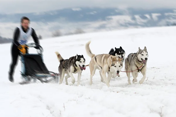 Cão Trenó Inverno — Fotografia de Stock