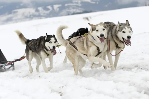 Hundeschlitten Winter — Stockfoto