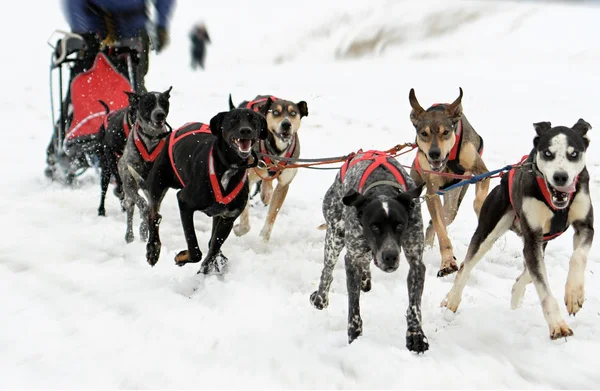 Chien Traîneau Hiver — Photo