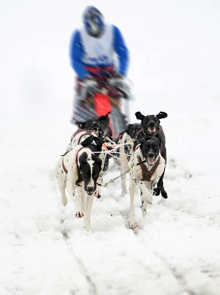 小狗狗在冬天滑行 — 图库照片