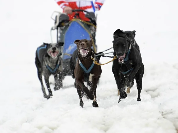 Cane Slittino Inverno — Foto Stock