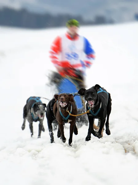 Hundeschlitten Winter — Stockfoto