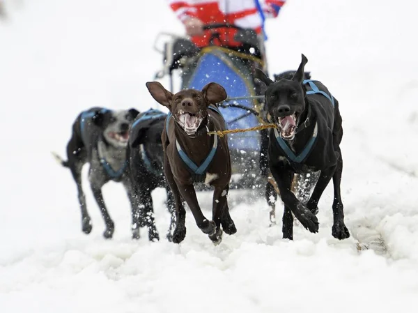 Hundeschlitten Winter — Stockfoto