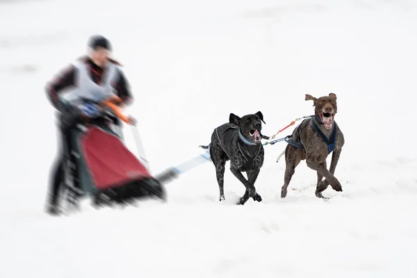 小狗狗在冬天滑行 — 图库照片