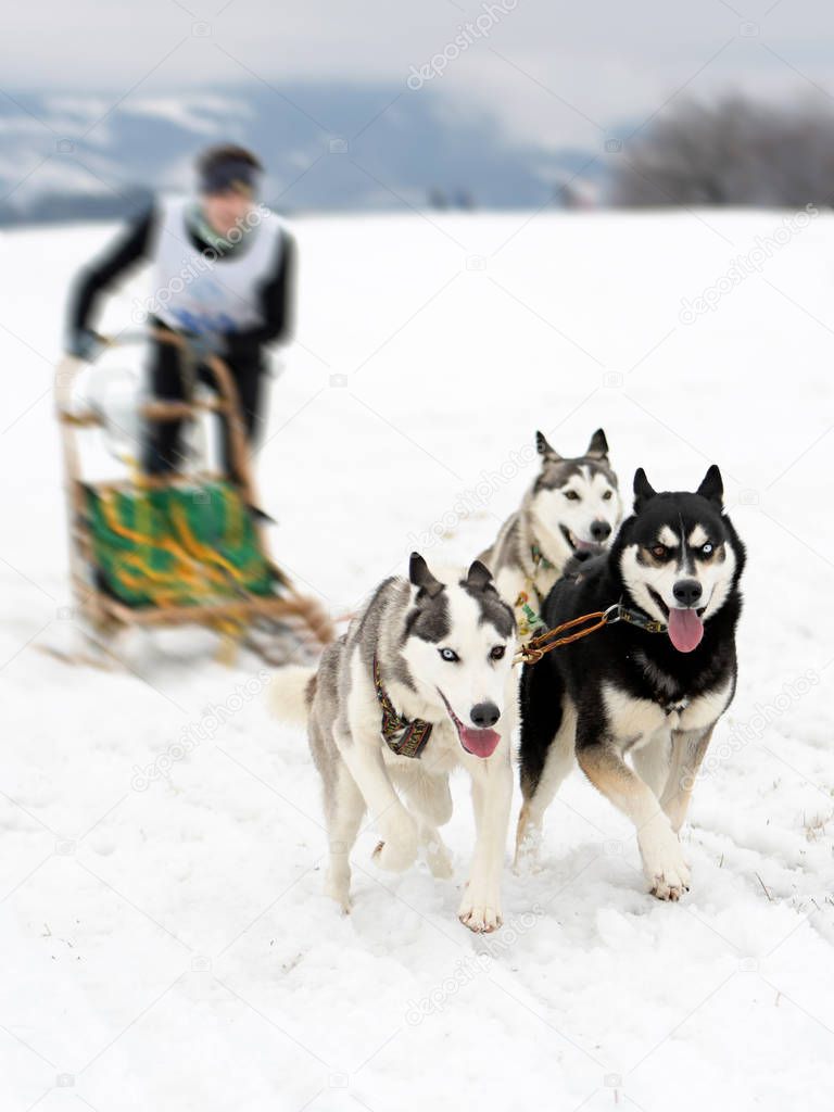 Dog sledding at winter.
