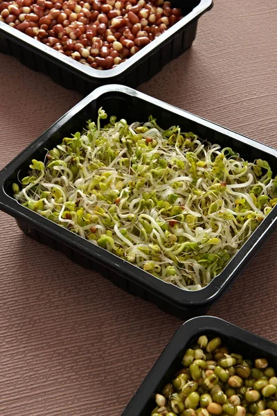 Salada Feijão Mungo Recipientes — Fotografia de Stock